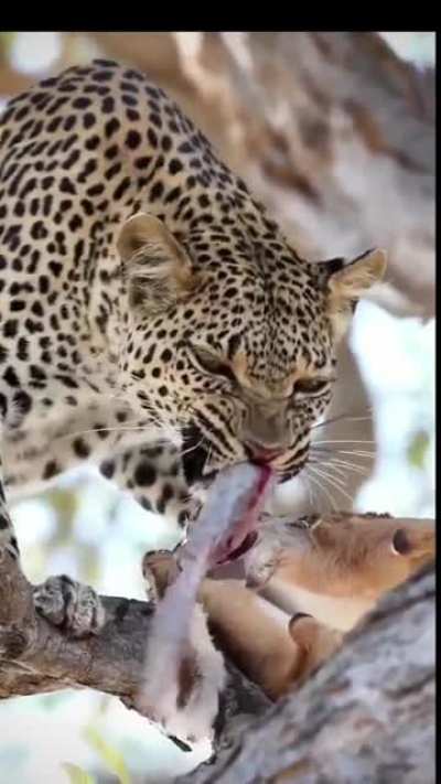 leapord ripping off deer intestine