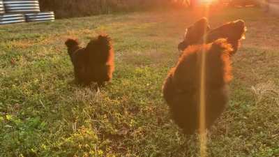 My girlfriends’ grazing in the glow.