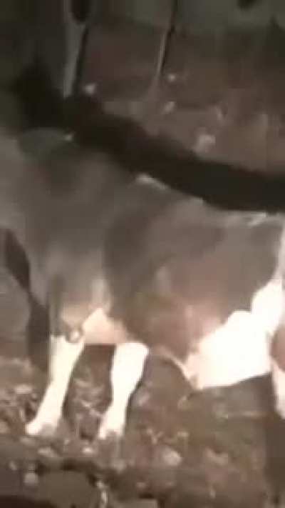 Olha o mini boi