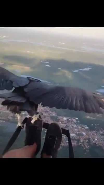 A Brazilian paraglider is friends with a rescued black vulture. They often meet and greet mid-air.