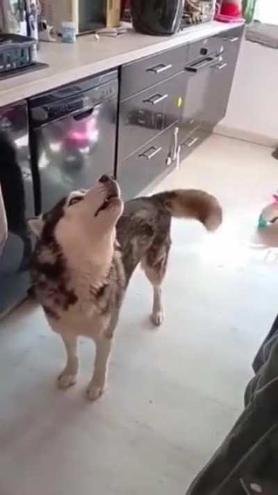 Nice doggo