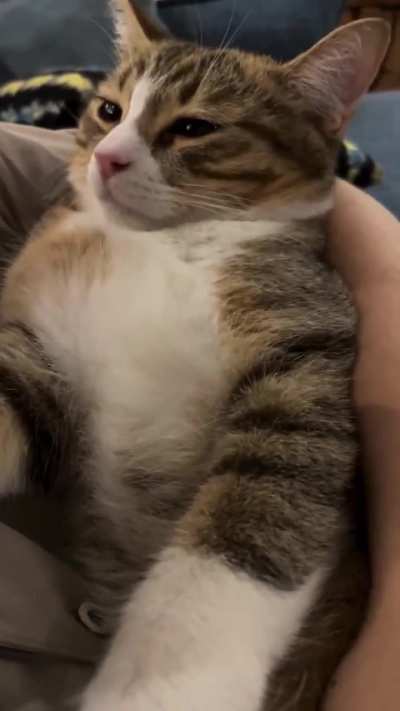 cat 10%, baby 90%