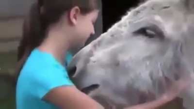 Donkey remembers girl who cared for it when it was sick