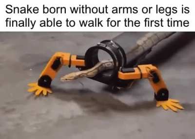 Wholesome Snake...