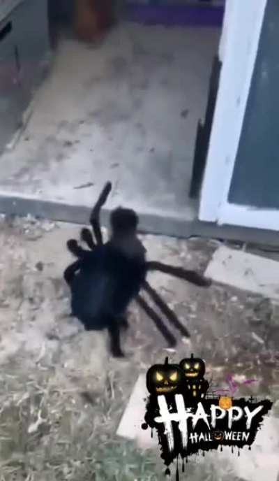 Spider-Chicken 😁