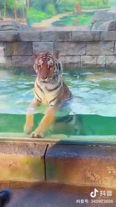 🐯: 