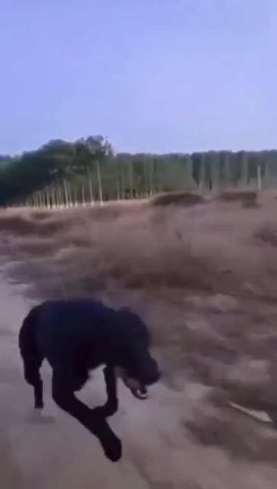 the dog was like, 