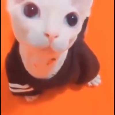 Bingus