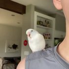Wiggle wiggle wiggle