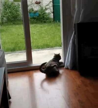 Cat missed a step