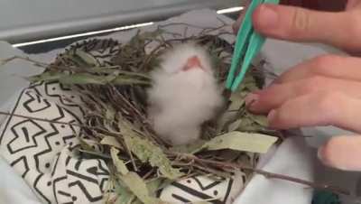 Feeding time for a rescued three day old Tawny Frogmouth chick