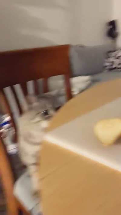 trying to steal my pear, but when offered wouldn't eat it