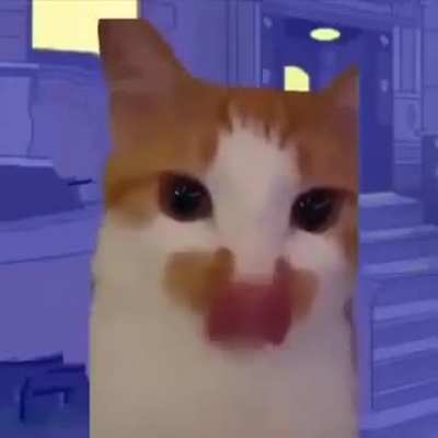 Loser cats 