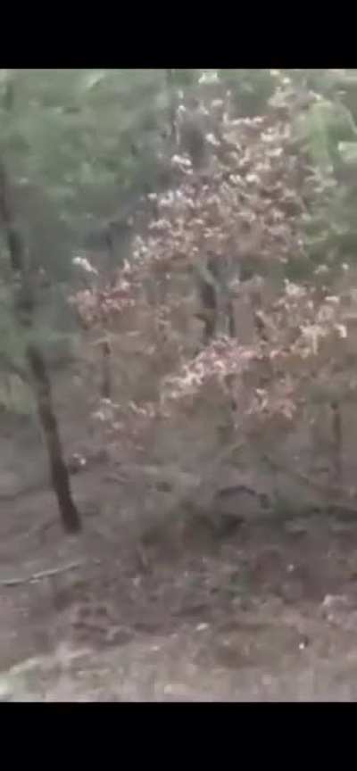 cursed_creature