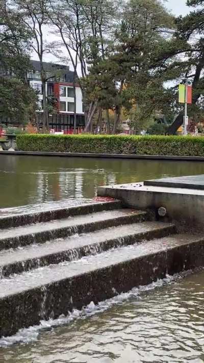 Strange mallard behaviour?
