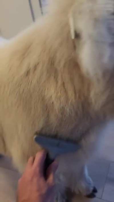 Got to keep the floof floofed