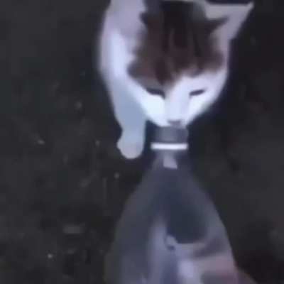 always water your cat well