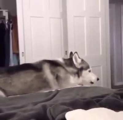 A good loud boi