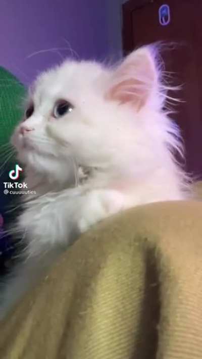 Gangsta cat