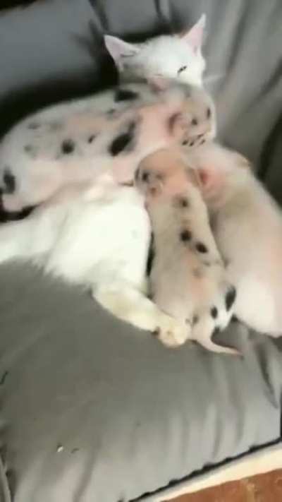 They want cuddles