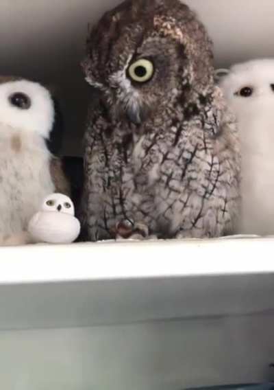 Bring The New Member of The Family