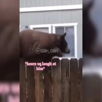 Gatinhos versão Rússia