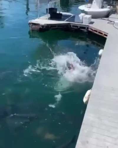 Tarpon chaos