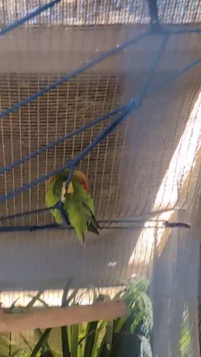 Just FYI - Lovebirds chirp in their sleep