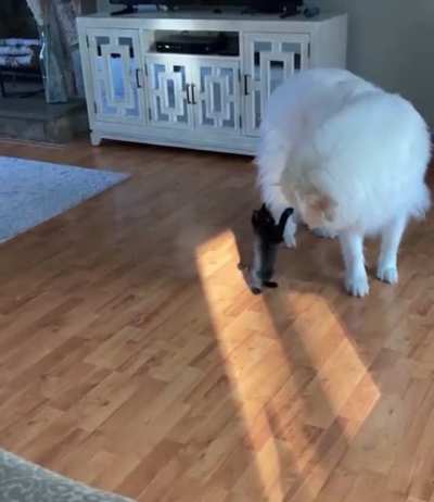 Baby panther attacks polar bear