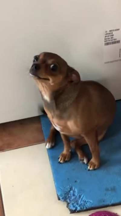 The 