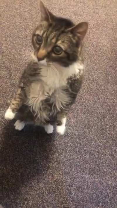 I would like to be petted now!