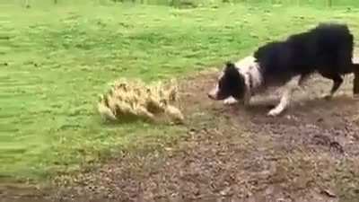 The dog guides the ducklings to the water!!..