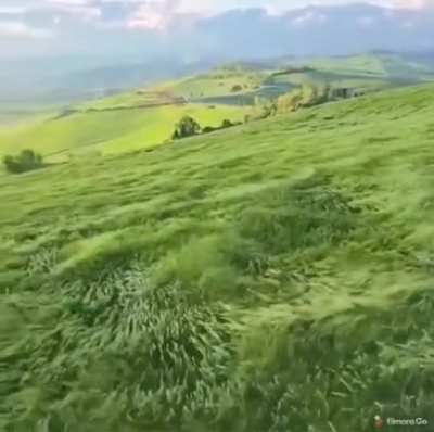 Волны на траве