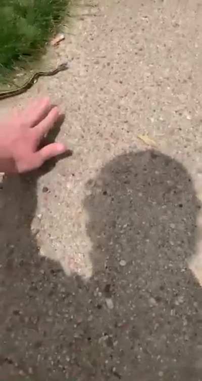 Snake acting weird as fuck