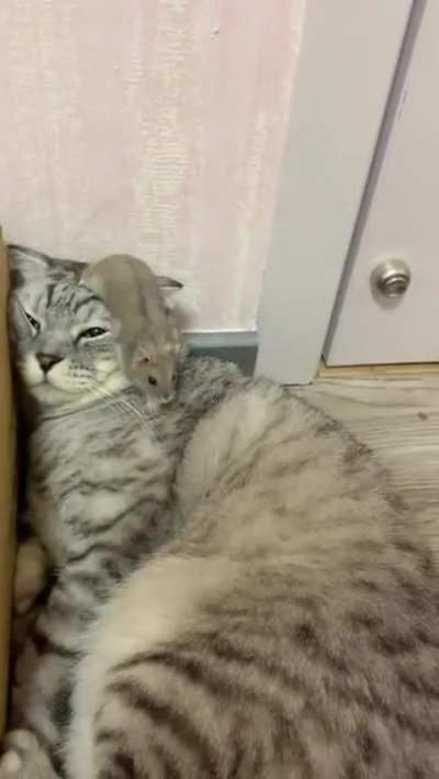When a cat just gives up its job and social norms