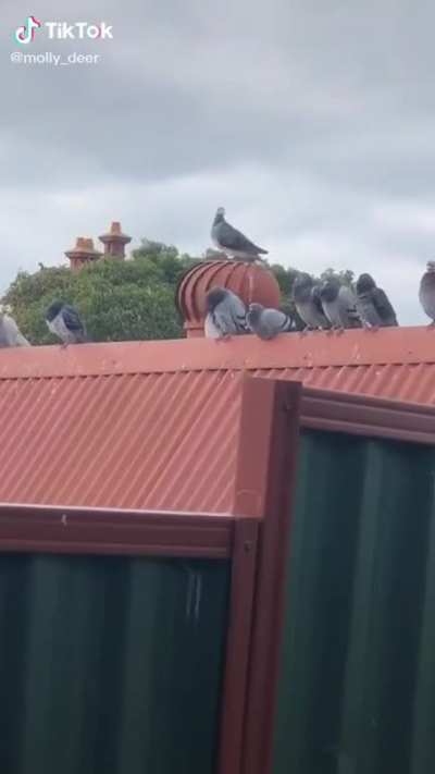 Do grey parrots count