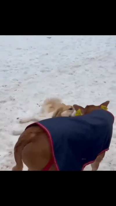 Lou and Selma playing