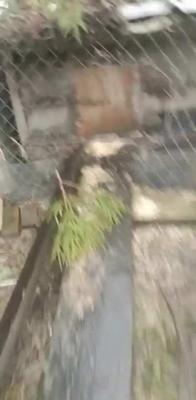 Cali storm spared my ducks but not their cage.