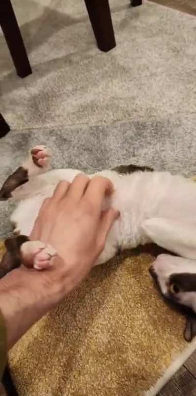 free belly rubs?