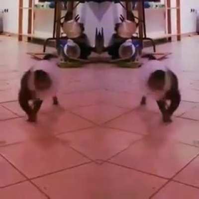 Gatus dançandis