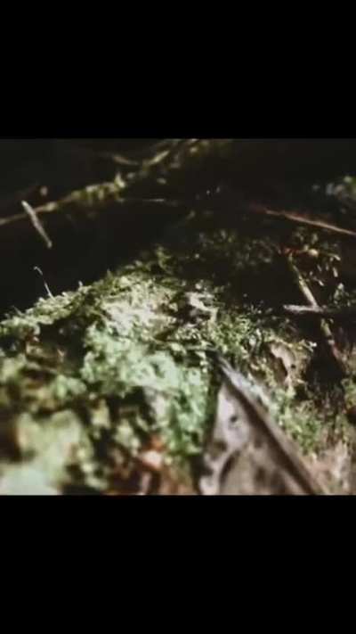 Total termite death 