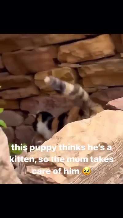 Universal mother