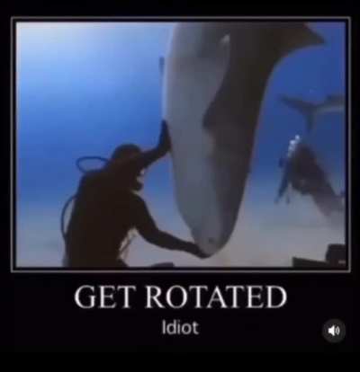 Daft Punk Shark