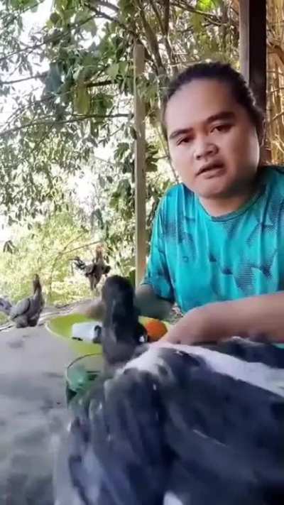 If I were him, I will definitely slaughter the chicken and deep fried as dinner. Let him eat his food peacefully while stream on his LIVE!