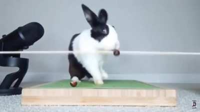 Rabbit falls and fucking dies
