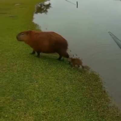 capivarinha
