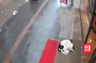 Kind lady gives her scarf to a dog that's probably cold.
