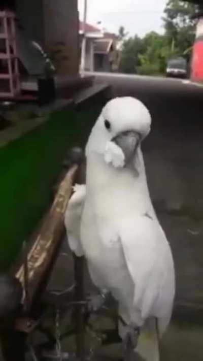 Based Bird