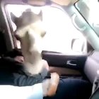 How to feed a camel arab style