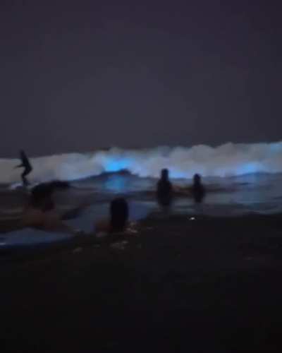 Swimming in Bioluminescent Algae
